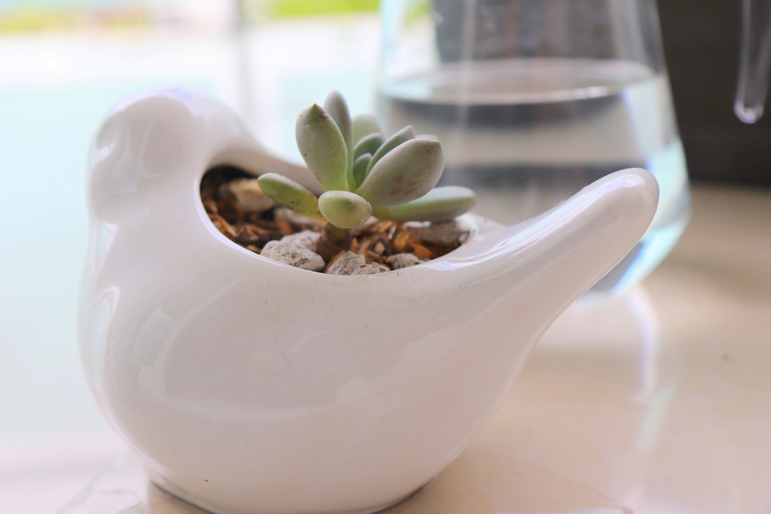 Having Succulents at Home. Life Lessons You can Learn From Your Plants | Valuable Life lessons you can learn from having and growing plants at home. This is about learning to slowdown your life and learn from those little ones. This is not about gardening, this is about life and taking care of yourself and others. 