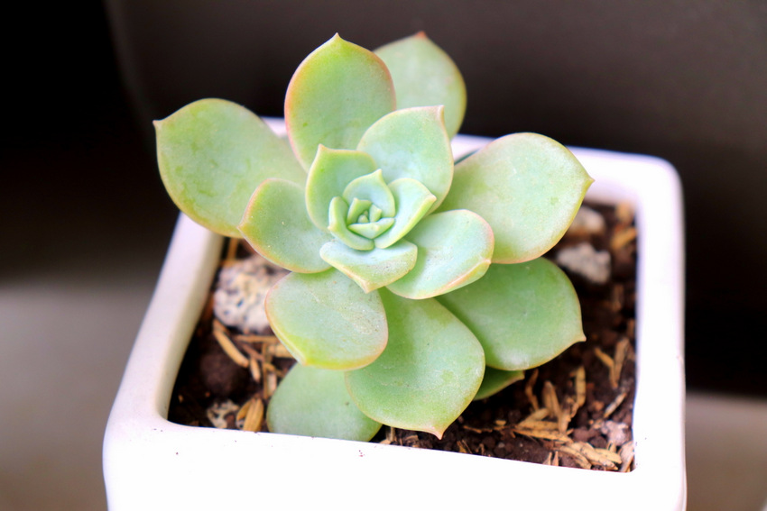 Having Succulents at Home. Life Lessons You can Learn From Your Plants | Valuable Life lessons you can learn from having and growing plants at home. This is about learning to slowdown your life and learn from those little ones. This is not about gardening, this is about life and taking care of yourself and others. 