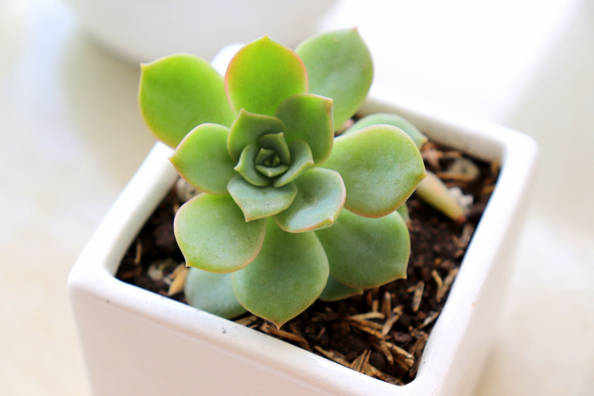 Succulents at Home. Life Lessons You can Learn From Your Plants | Valuable Life lessons you can learn from having and growing plants at home. This is about learning to slowdown your life and learn from those little ones. This is not about gardening, this is about life and taking care of yourself and others. 