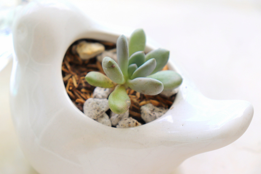 Succulents at Home. Life Lessons You can Learn From Your Plants | Valuable Life lessons you can learn from having and growing plants at home. This is about learning to slowdown your life and learn from those little ones. This is not about gardening, this is about life and taking care of yourself and others. 